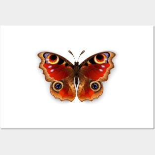 Butterfly Peacock Eye Posters and Art